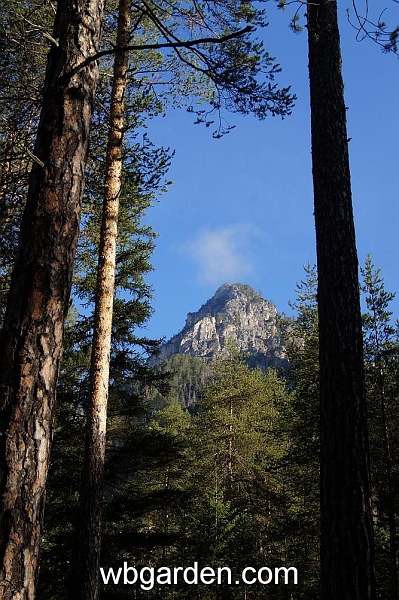 wbgarden alps 29.JPG